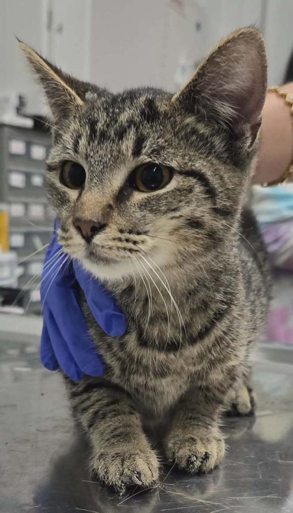 Fern, Adoptable, Young Female Domestic Short Hair.