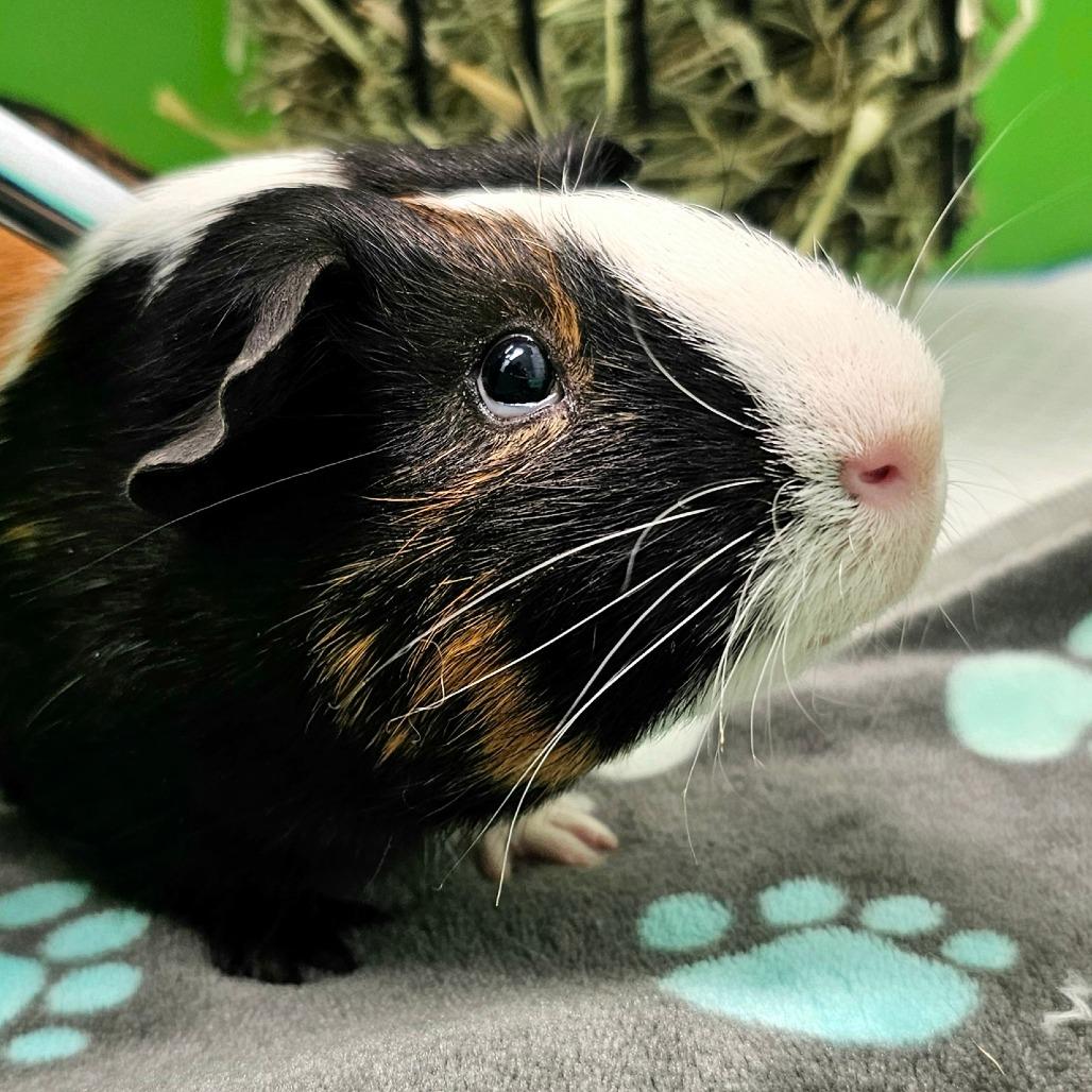 Banjo, ADOPTABLE, Adult Male Guinea Pig.