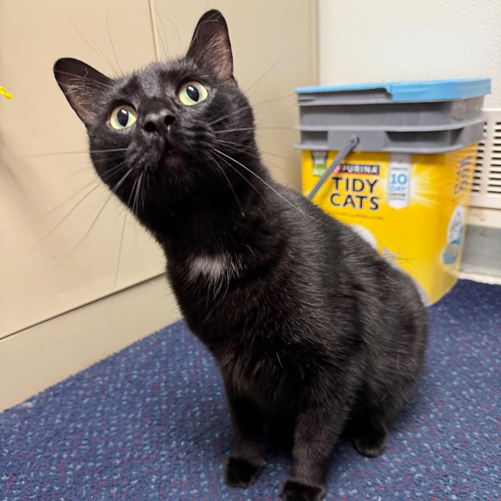Bynx, Adoptable, Adult Male American Shorthair.