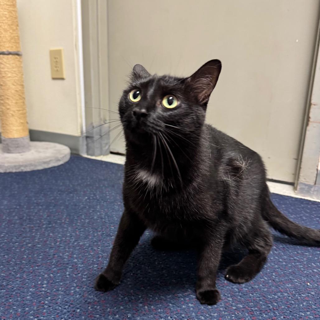 Bynx, a Adoptable American Shorthair in Sullivan, IL image 2/2