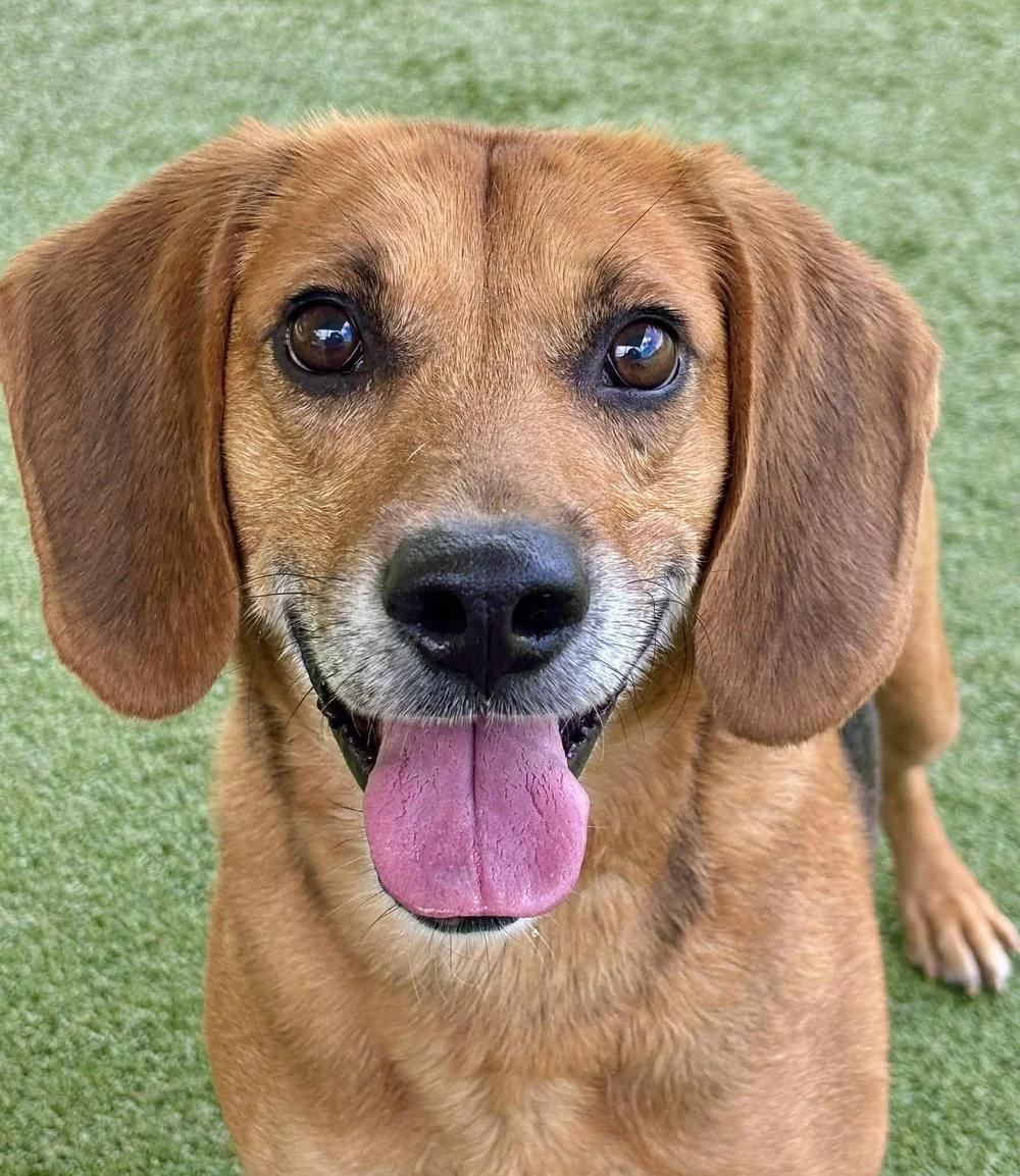 Enlarge Jack, an adopted mixed breed in Godfrey, IL image 3/5
