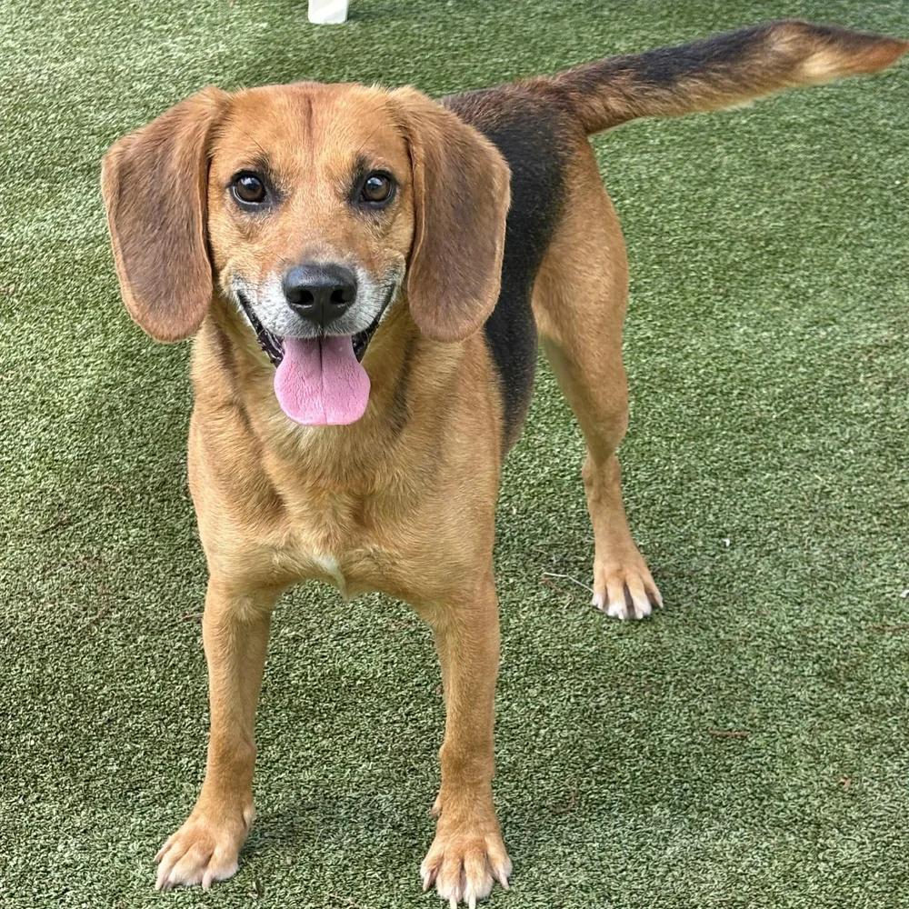 Enlarge Jack, an adopted mixed breed in Godfrey, IL image 2/5