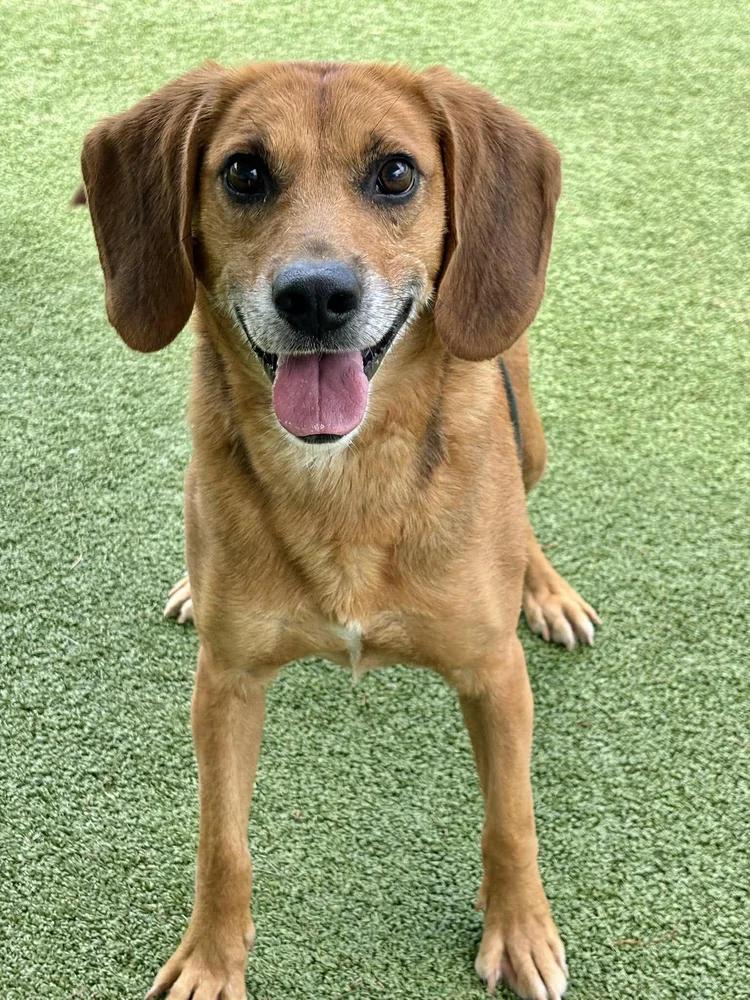 Enlarge Jack, an adopted mixed breed in Godfrey, IL image 5/5