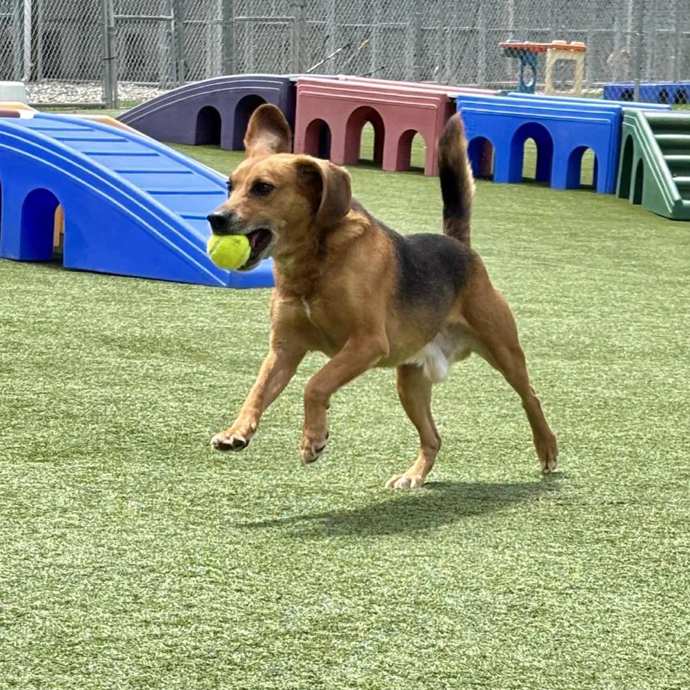 Enlarge Jack, an adopted mixed breed in Godfrey, IL image 4/5