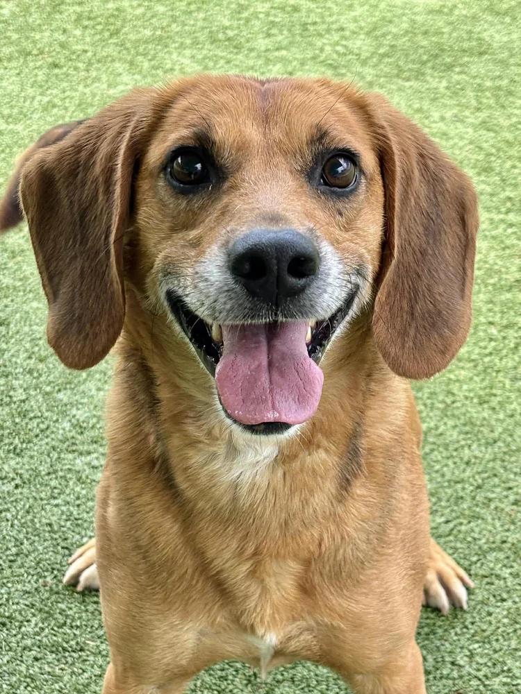 Enlarge Jack, an adopted mixed breed in Godfrey, IL image 1/5
