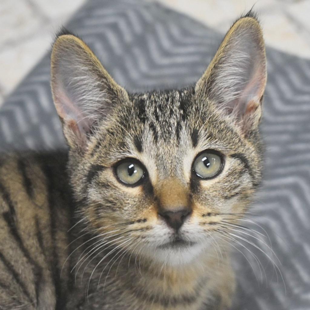 Abbott, Adoptable, Kitten Male Domestic Short Hair.