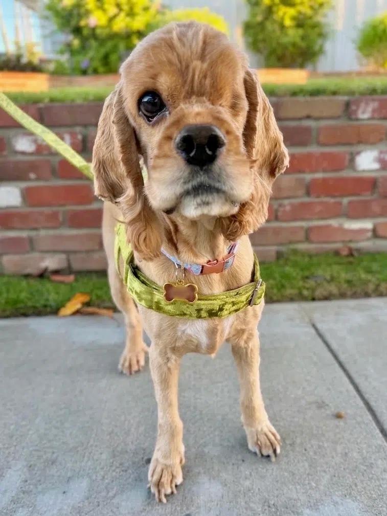 Enlarge Wink, a Adoptable Cocker Spaniel in South San Francisco, CA image 1/3