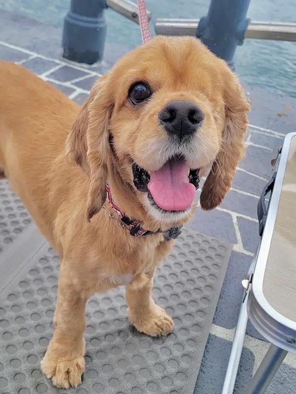 Enlarge Wink, a Adoptable Cocker Spaniel in South San Francisco, CA image 2/3
