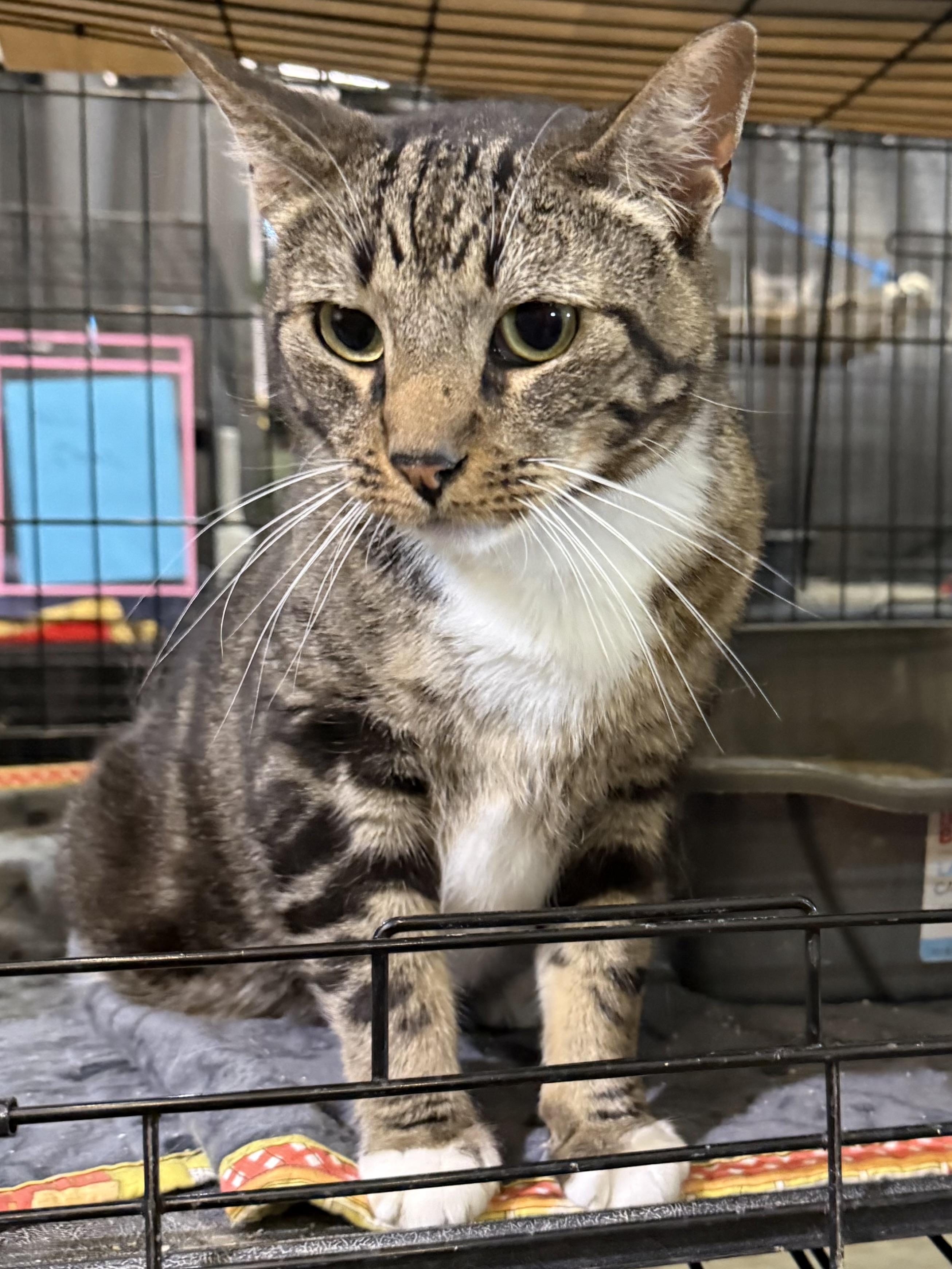 WAYLON, adopted, Adult Male Manx.