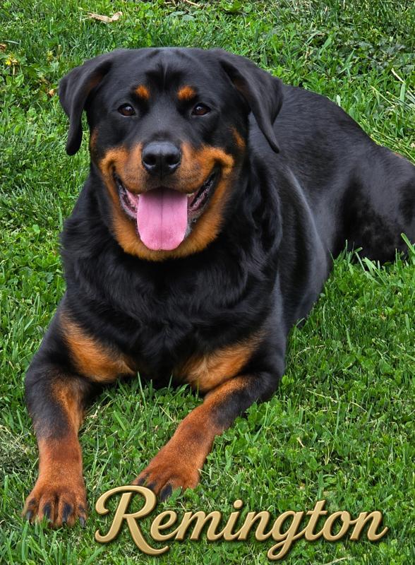 Enlarge Remington, a ADOPTABLE Rottweiler in Momence, IL image 1/1