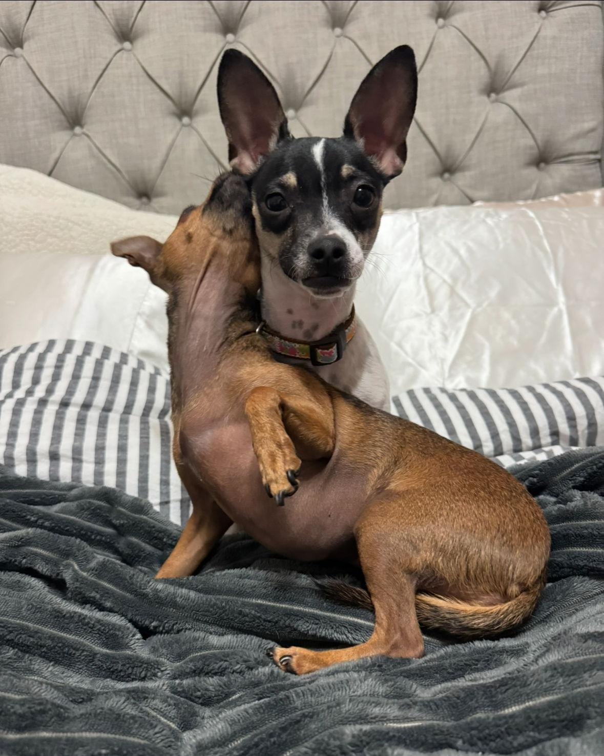 Enlarge Delilah, a Adoptable Chihuahua in Grafton, WI image 1/3