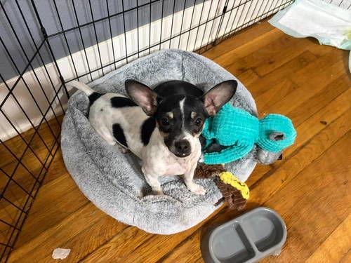 Enlarge Delilah, a Adoptable Chihuahua in Grafton, WI image 2/3