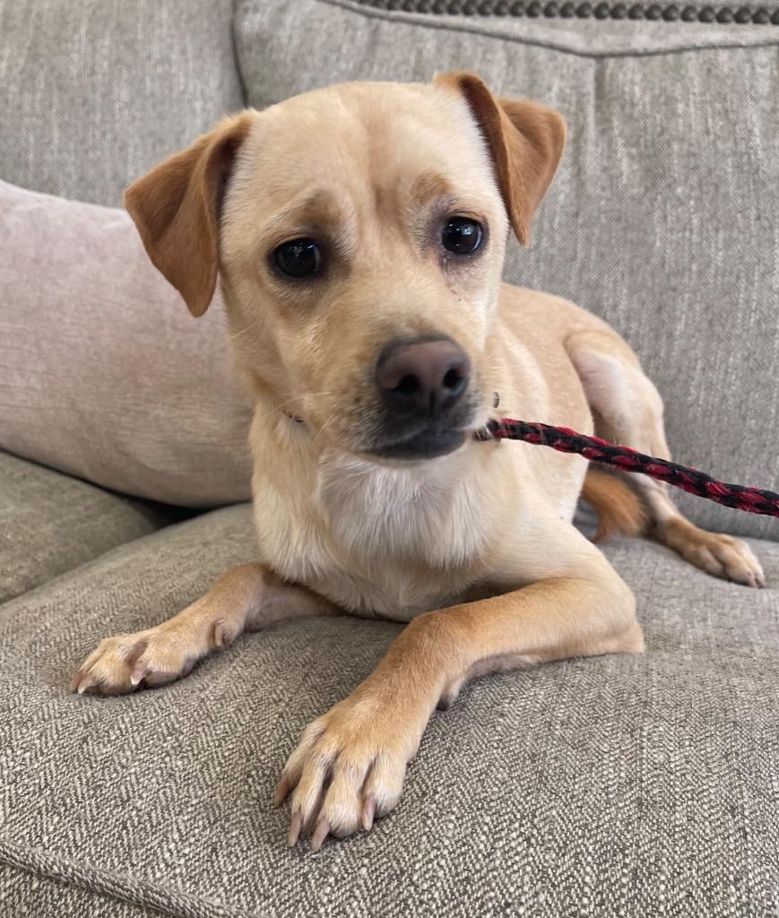 Royce, Adoptable, Adult Male Mixed Breed.