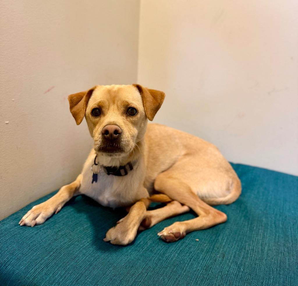 Royce, Adoptable, Young Male Mixed Breed.