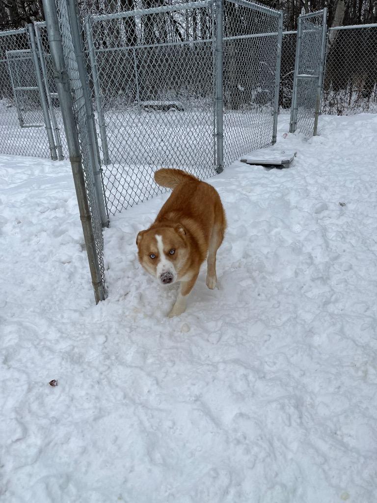 Enlarge Justice, a Adopted mixed breed in Virginia, MN image 1/5