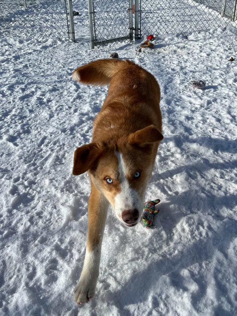 Enlarge Justice, a Adopted mixed breed in Virginia, MN image 2/5