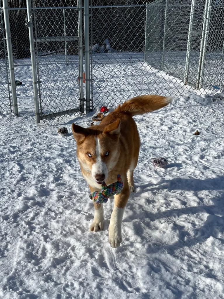 Enlarge Justice, a Adopted mixed breed in Virginia, MN image 3/5