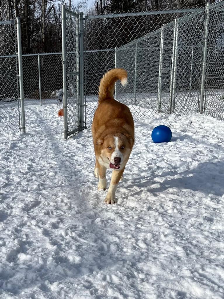 Enlarge Justice, a Adopted mixed breed in Virginia, MN image 4/5