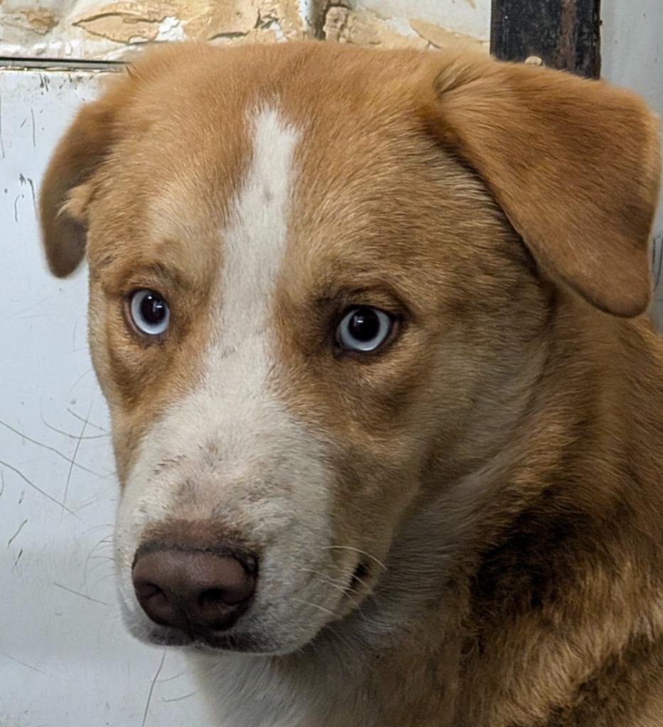 Enlarge Justice, a Adopted mixed breed in Virginia, MN image 5/5