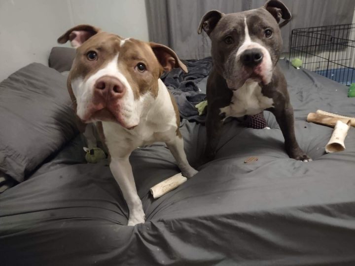Garth & Castiel, a Adoptable mixed breed in New Baltimore, MI image 1/12