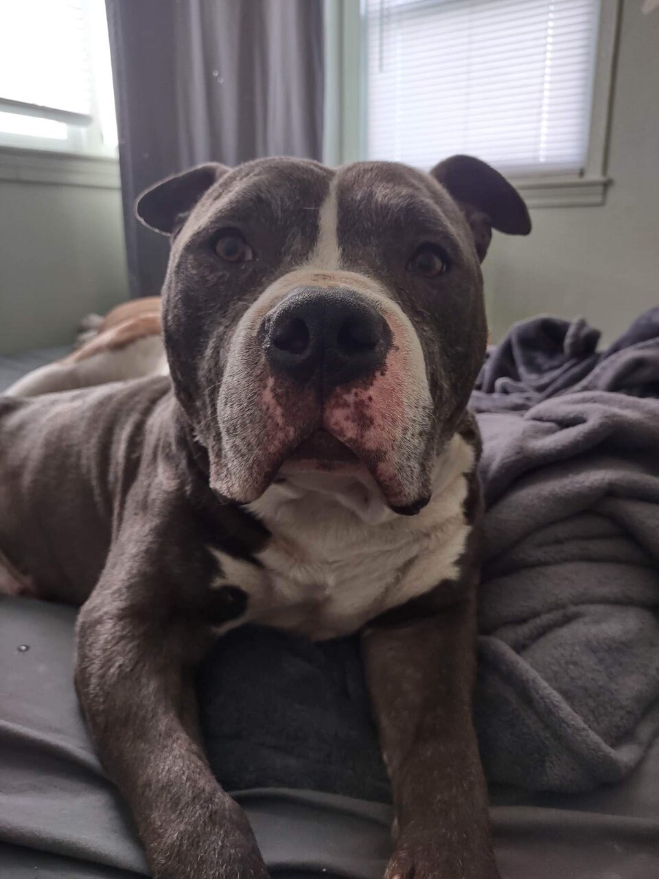 Garth & Castiel, a Adoptable mixed breed in New Baltimore, MI image 2/12