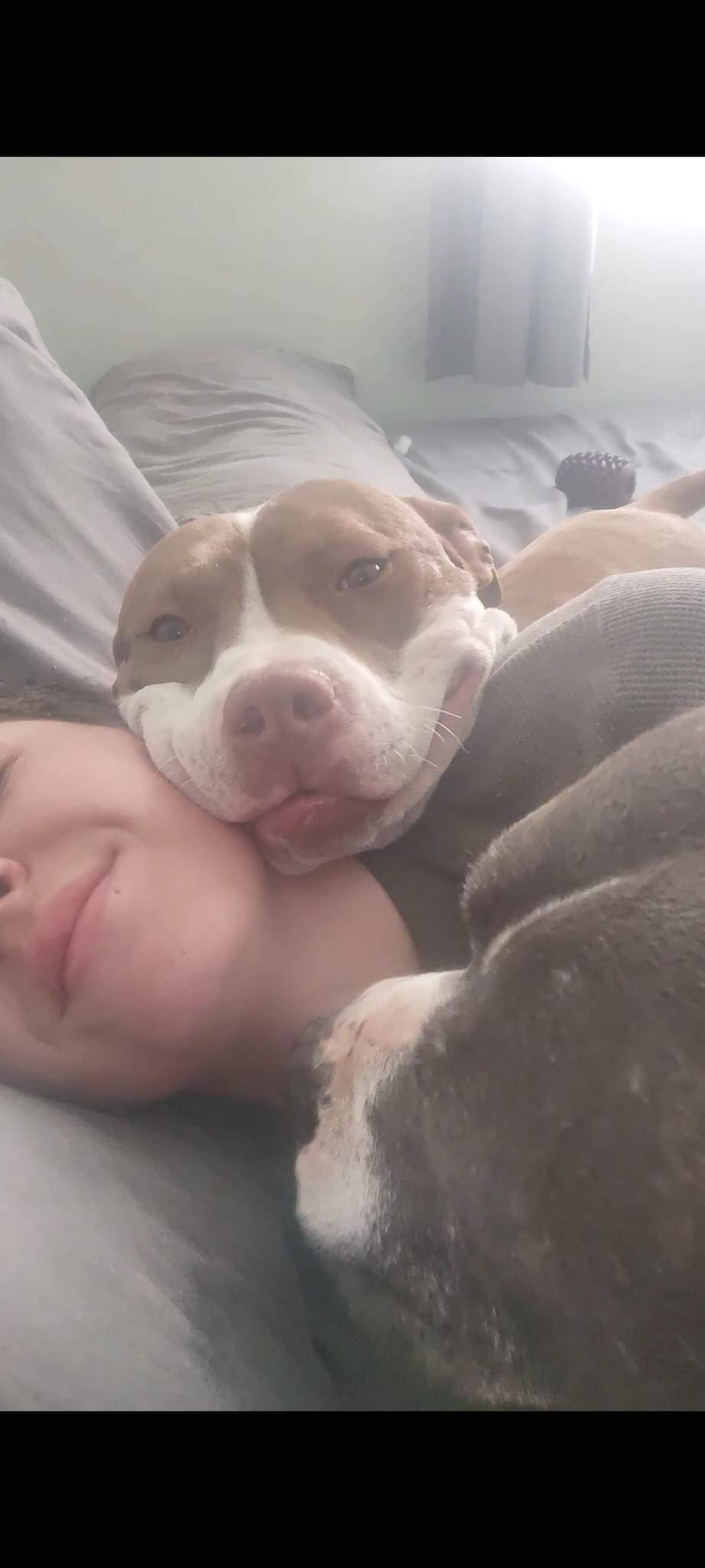 Garth & Castiel, a Adoptable mixed breed in New Baltimore, MI image 3/12