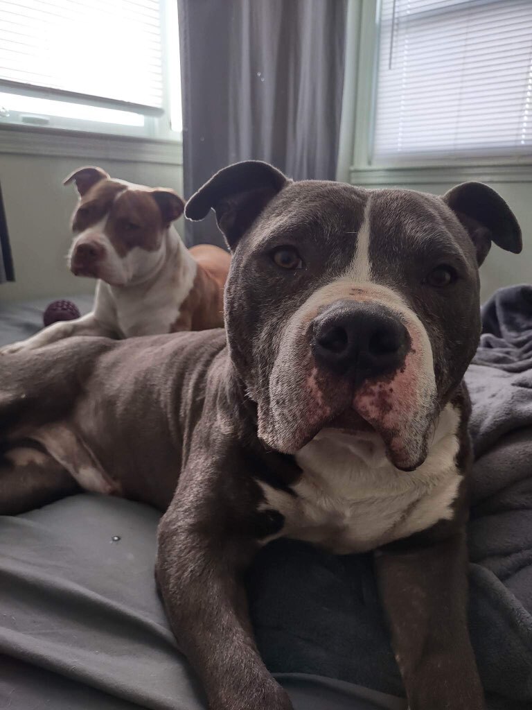 Garth & Castiel, a Adoptable mixed breed in New Baltimore, MI image 4/12