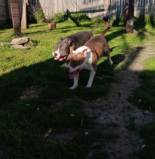 Garth & Castiel, a Adoptable mixed breed in New Baltimore, MI image 5/12