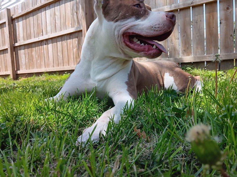 Garth & Castiel, a Adoptable mixed breed in New Baltimore, MI image 6/12