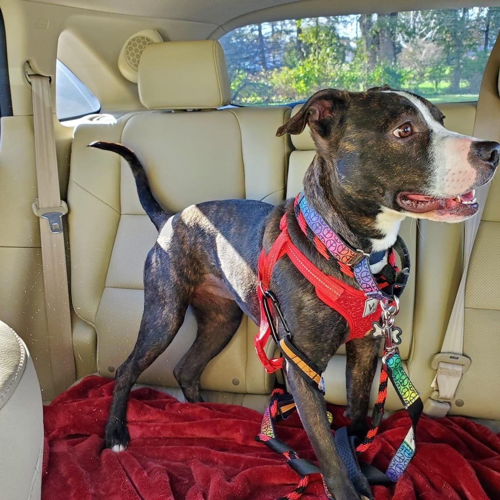 Amayah, Adopted, Adult Female Pit Bull Terrier & Mixed Breed.