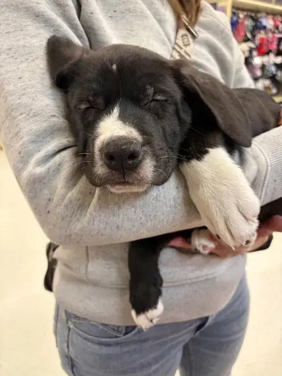 Enlarge Snap, a Adoptable mixed breed in Grand Rapids, MI image 1/6