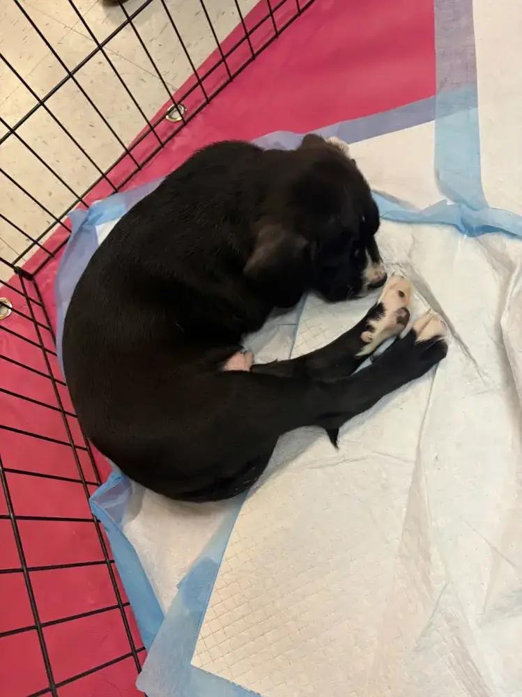 Enlarge Snap, a Adoptable mixed breed in Grand Rapids, MI image 2/6