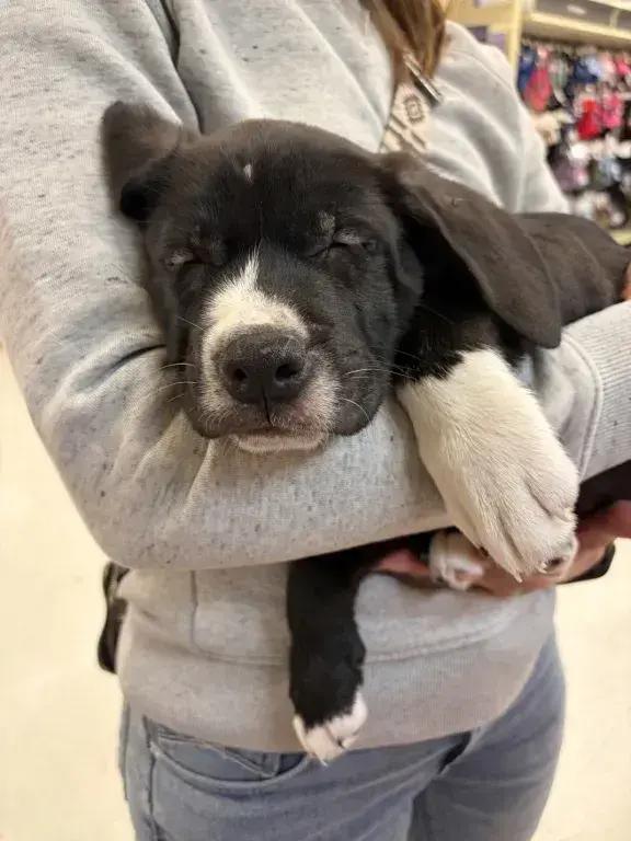 Enlarge Snap, a Adoptable mixed breed in Grand Rapids, MI image 3/6