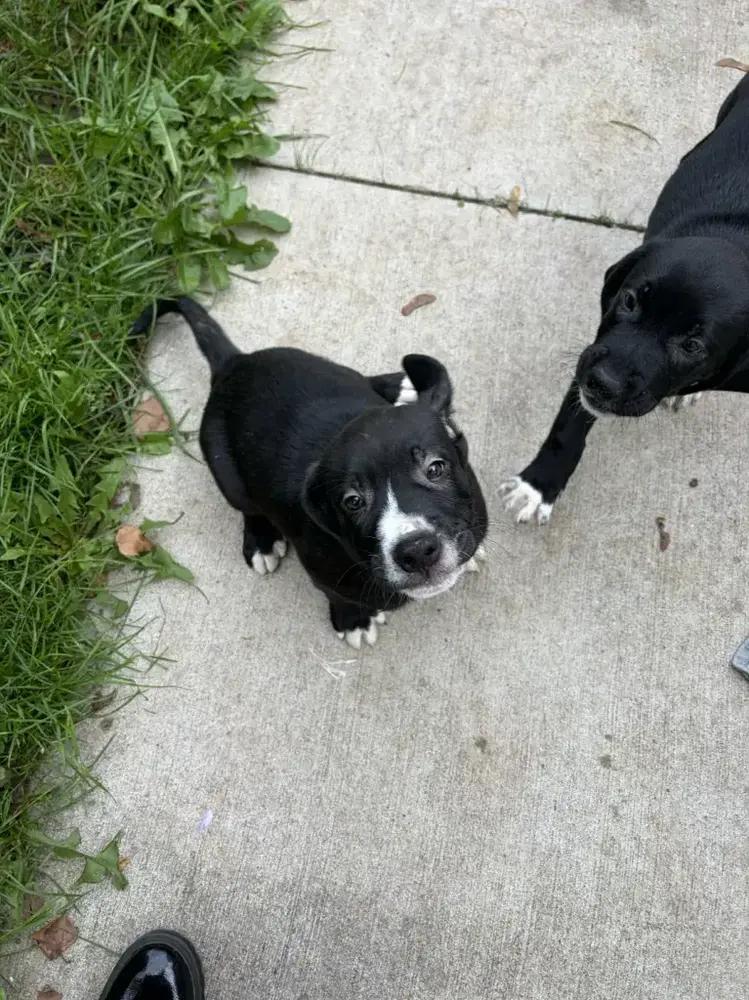 Enlarge Snap, a Adoptable mixed breed in Grand Rapids, MI image 4/6