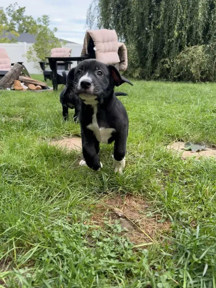 Enlarge Snap, a Adoptable mixed breed in Grand Rapids, MI image 5/6
