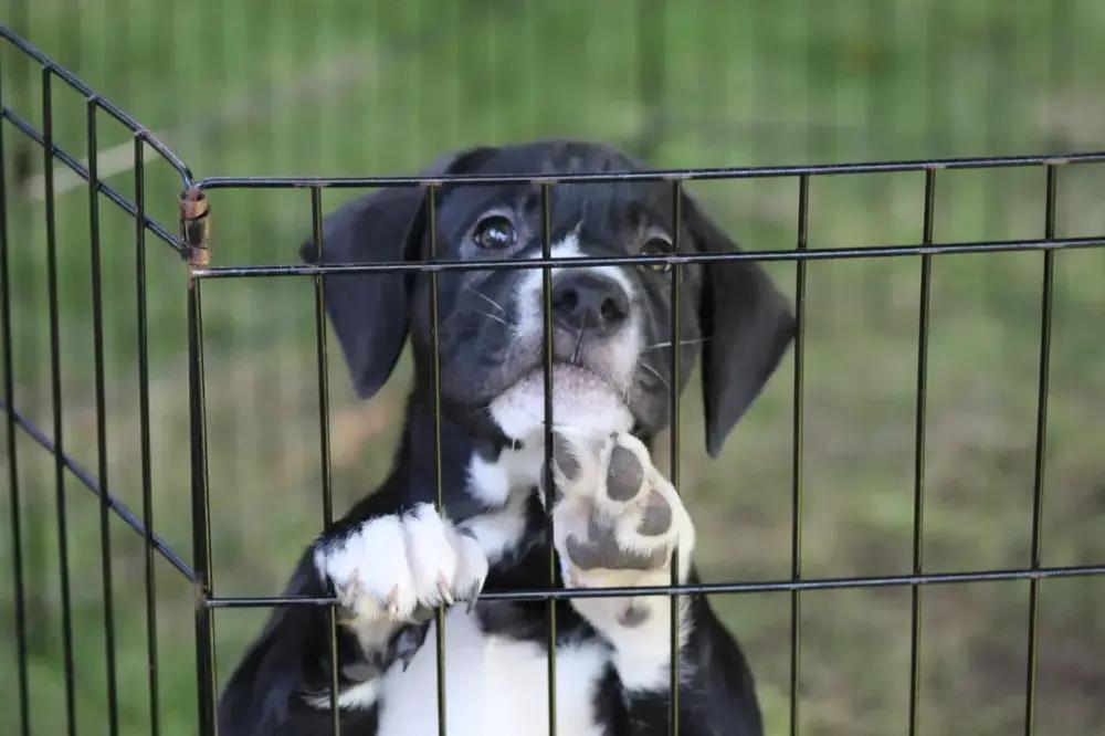 Enlarge Snap, a Adoptable mixed breed in Grand Rapids, MI image 6/6