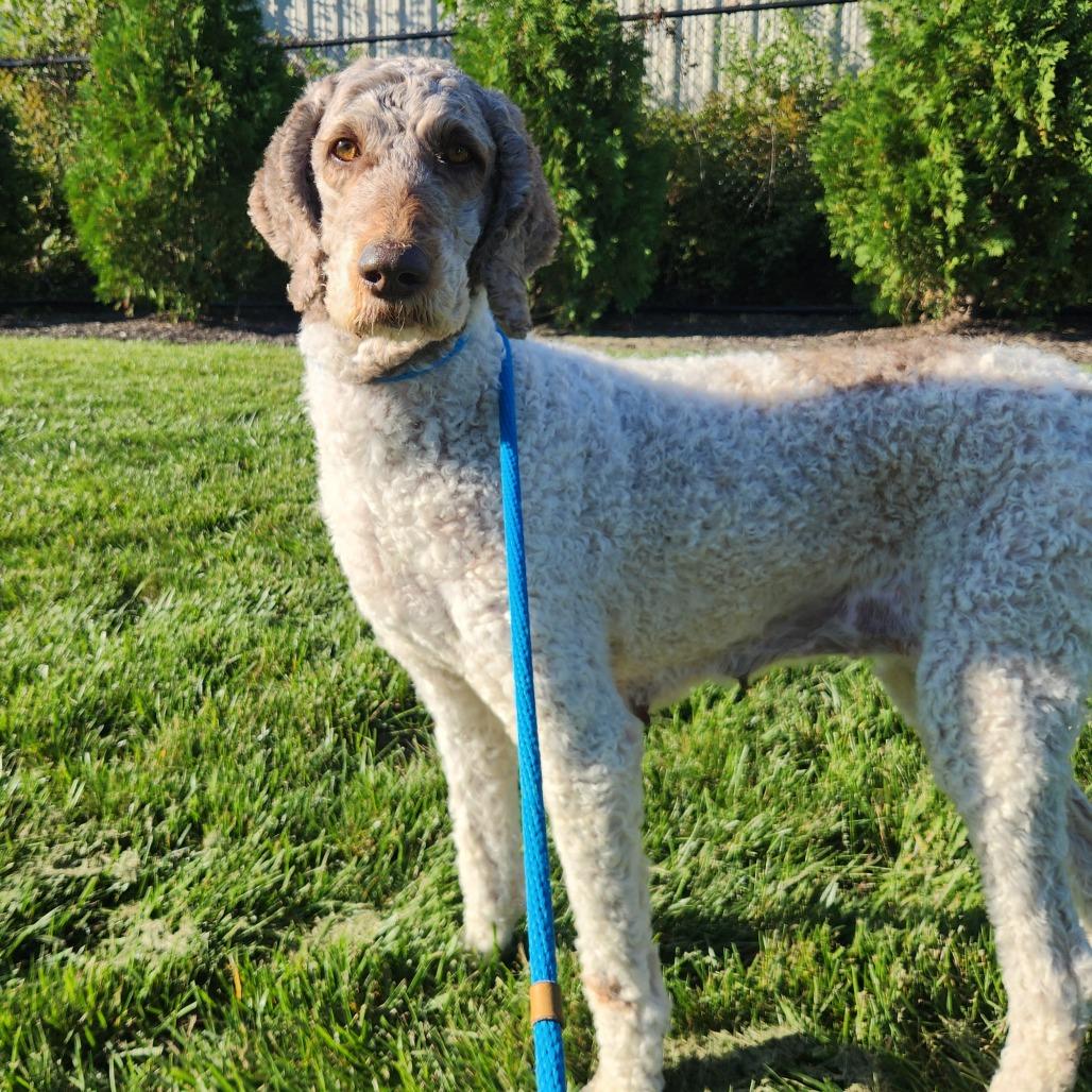 Enlarge Sal, a Adoptable Standard Poodle in Fort Wayne, IN image 1/2