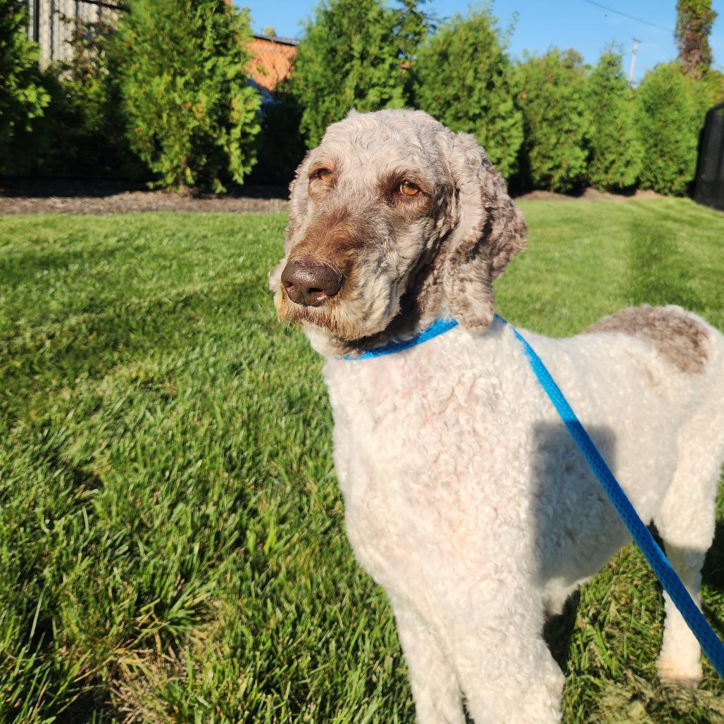 Enlarge Sal, a Adoptable Standard Poodle in Fort Wayne, IN image 2/2