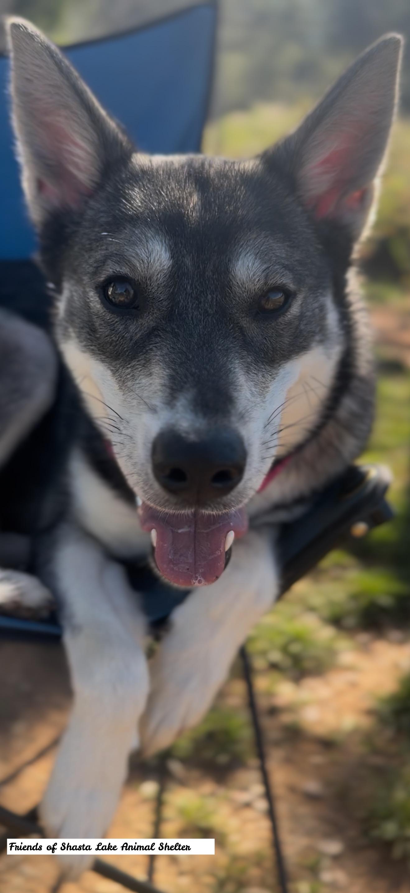 Enlarge Luna, a ADOPTABLE mixed breed in Shasta Lake, CA image 3/3