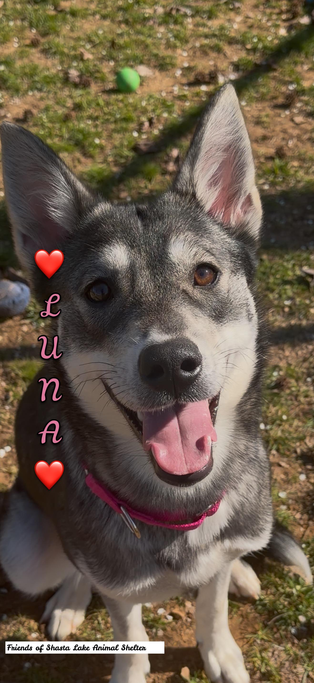 Enlarge Luna, a ADOPTABLE mixed breed in Shasta Lake, CA image 1/3