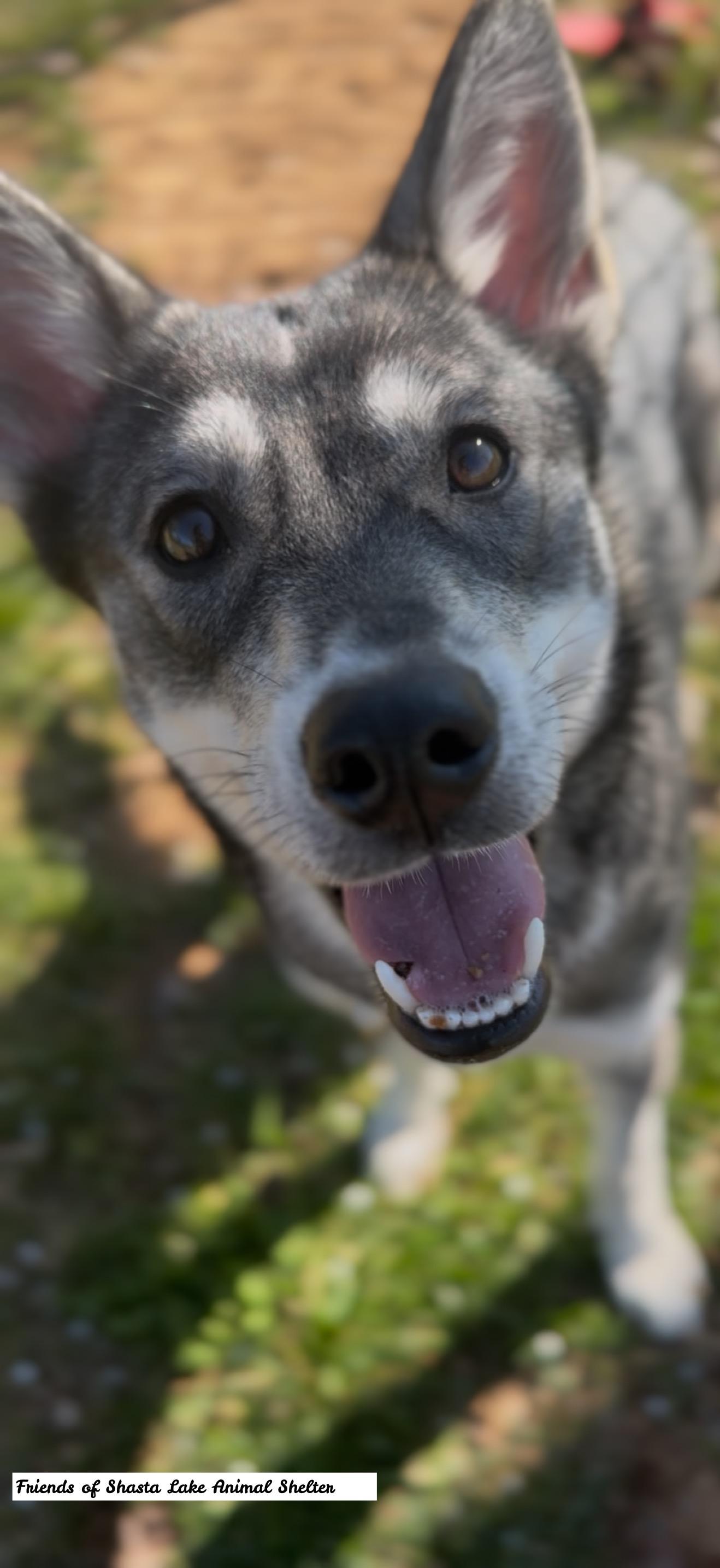 Enlarge Luna, a ADOPTABLE mixed breed in Shasta Lake, CA image 2/3