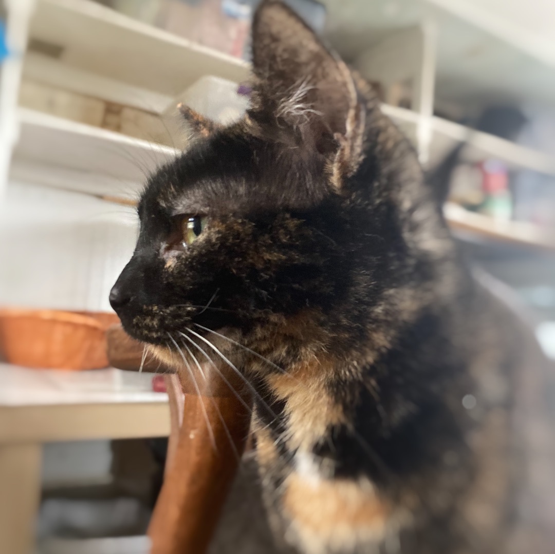 Enlarge Lyric, a Adoptable Domestic Short Hair in Mount Pleasant, PA image 1/6