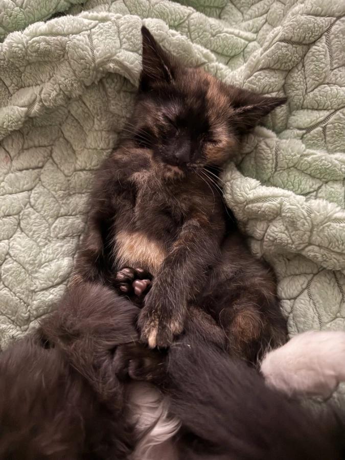 Trudy (Bonded with Kim), Adoptable, Kitten Female Domestic Short Hair.