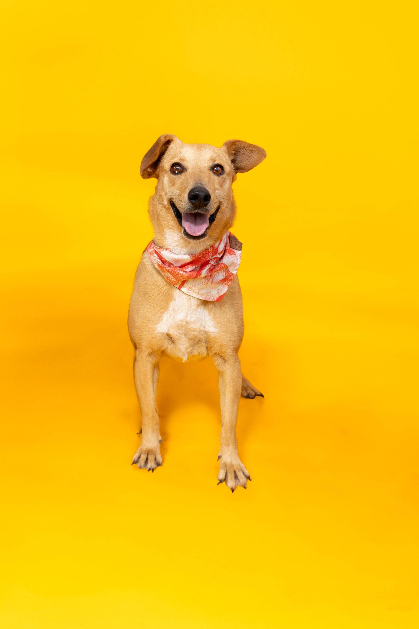 Apollo, Adoptable, Young Male Terrier & Mixed Breed.