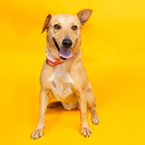 Apollo, a Adoptable mixed breed in Sullivan City, TX image 2/2