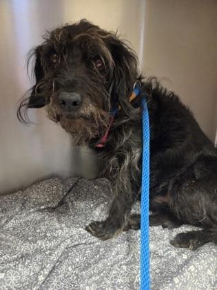 Monkey, Adoptable, Adult Male Schnauzer & Mixed Breed.