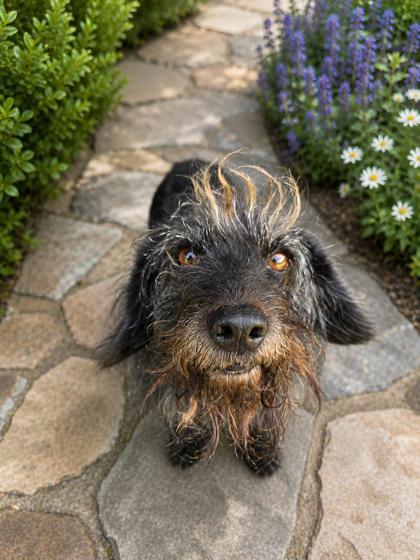 Enlarge Monkey, a Adoptable mixed breed in Malvern, PA image 2/2