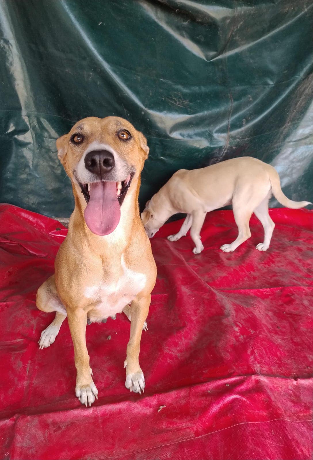 Thailia, a Adoptable Mixed Breed in London, ON image 1/5