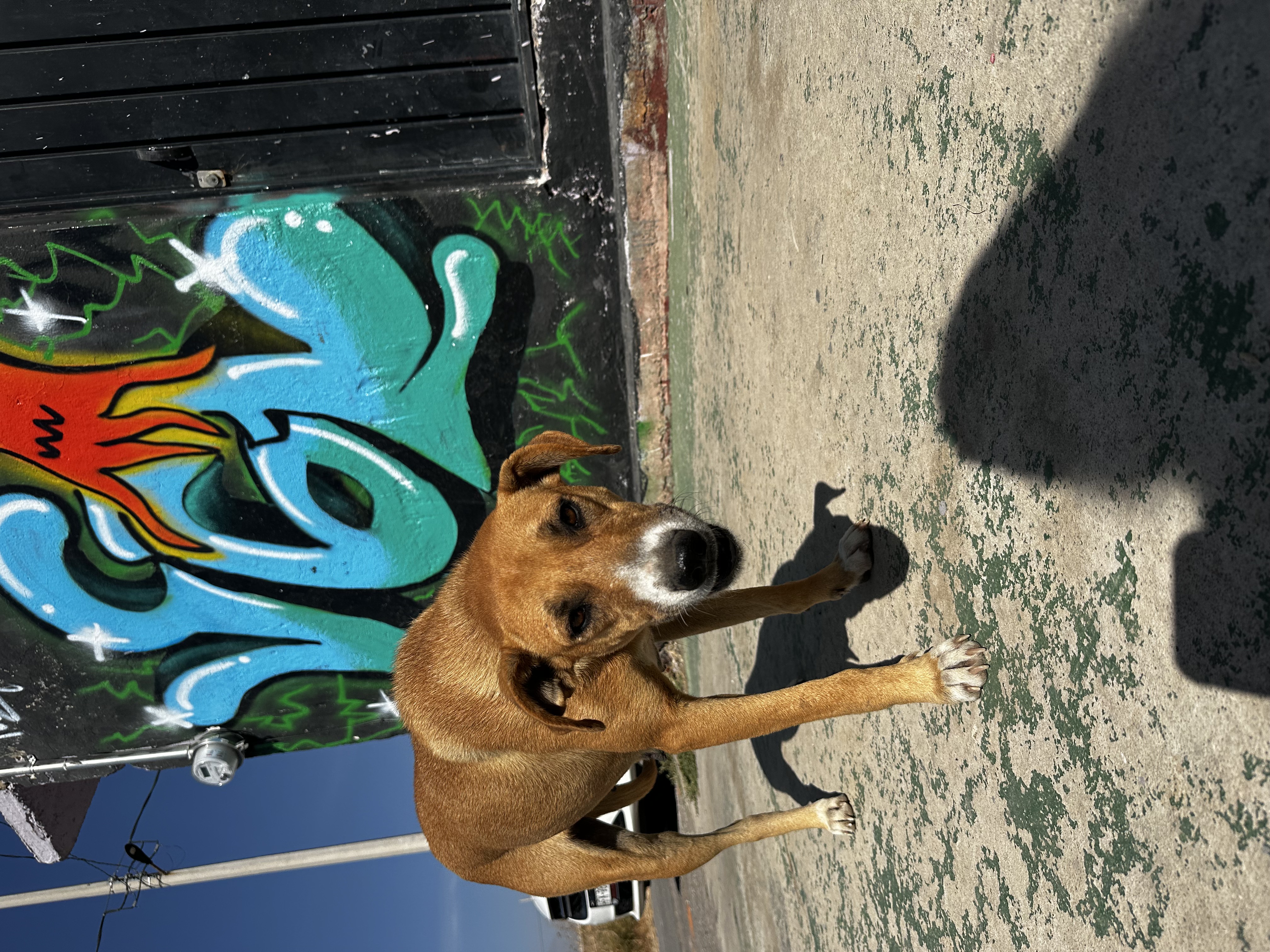 Thailia, a Adoptable Mixed Breed in London, ON image 4/5