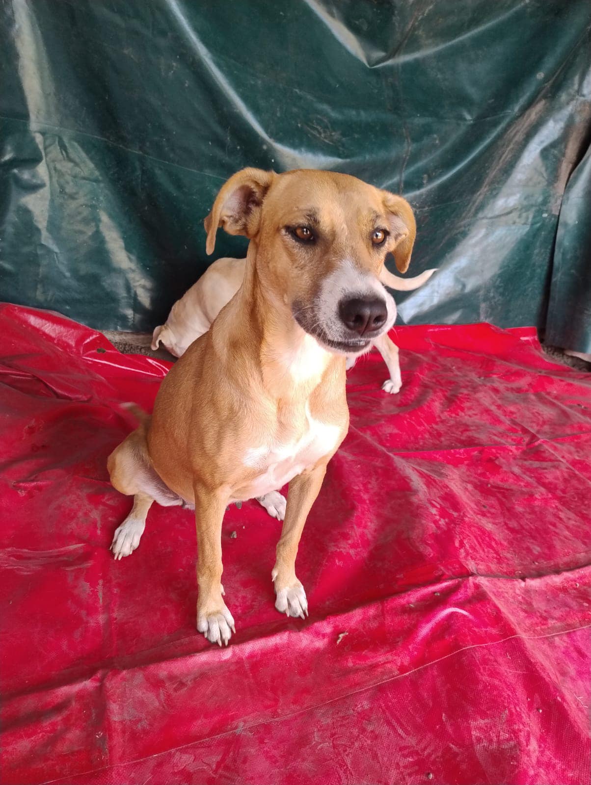 Thailia, a Adoptable Mixed Breed in London, ON image 3/5